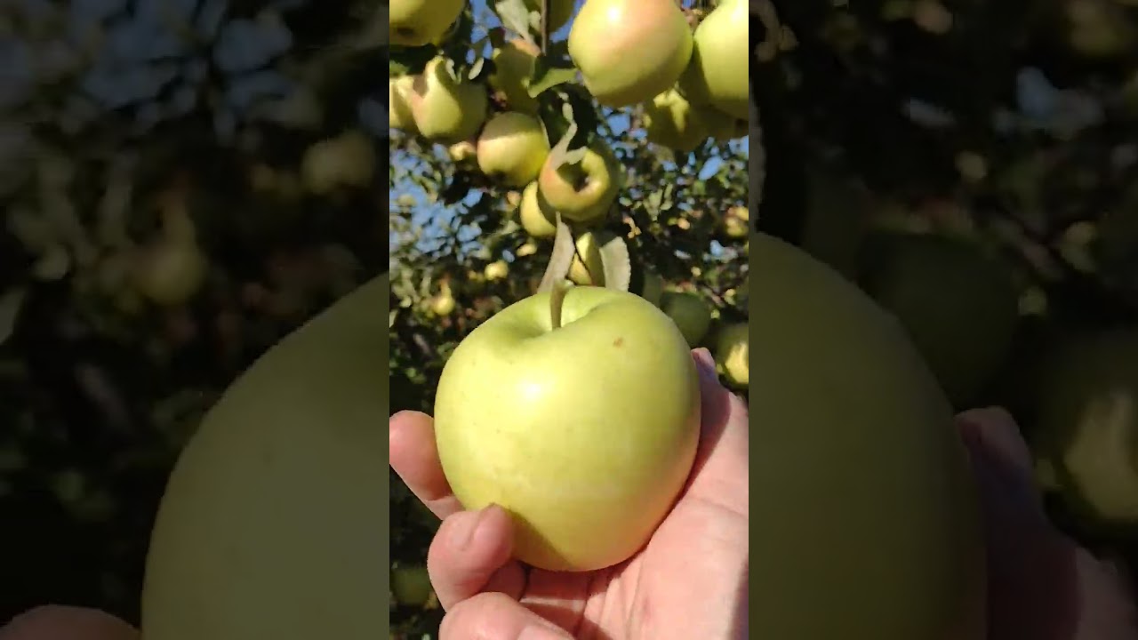 Mere soiul Golden Delicious