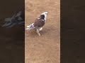 Kabootar rapar fancy pigeon birds petlover sanjaydutt sadiqsaifi youtubeshorts pigeonpige1k