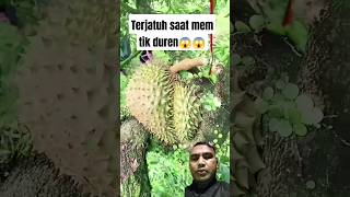 Jatuh saat memanen duren😱😱😱#shorts #youtubeshorts #durian #buah #fruit #viral #trending