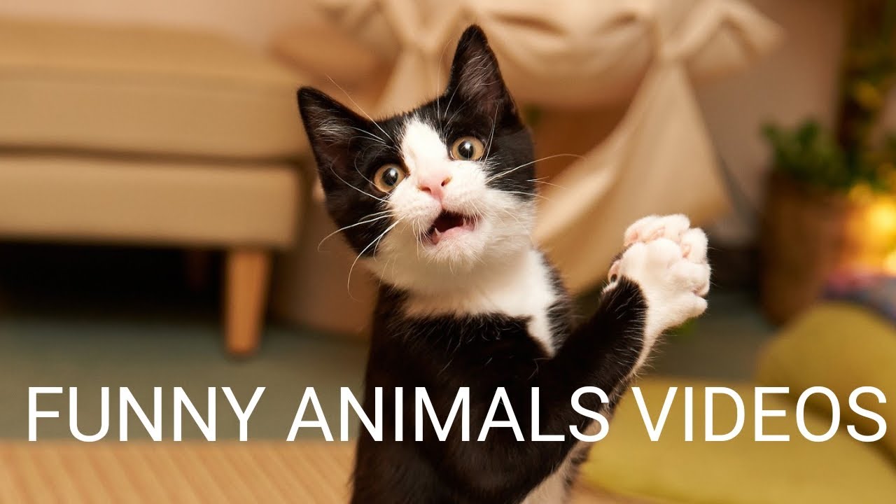 Funny animals videod 