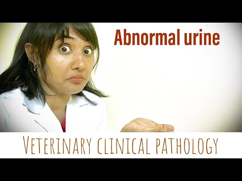 Urine cytology and sediment interpretation in abnormal dog urine