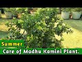 Summer care of madhu kamini plant  how to care of kamini plant in summer  table kamini care 