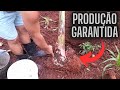 FORMA MAIS PRODUTIVA PARA PLANTAR BANENEIRA .