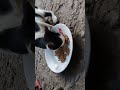 Cute Cat Short video Real Cat food video 2026 Short #lovelycat #kitty #kittytv #meowmoe #real #short