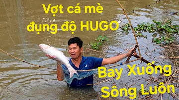 Bất ngờ vớt được con cá mè khủng dưới sông. Lộc BÀ CẬU cho  | Săn bắt SÓC TRĂNG |