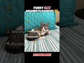 Ranking Funny Cat Moments 😹 #funny #cat #comedymemes #kitten #funnycats