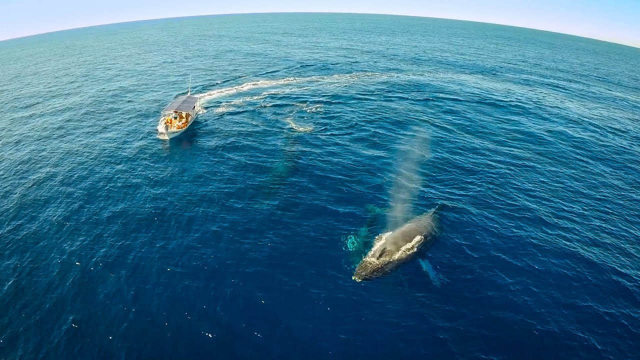 Humpback Whale Watching in Cabo San Lucas