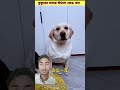 কুকুরের মাথায় কাঁঠাল ভেঙে খাব😳#shorts