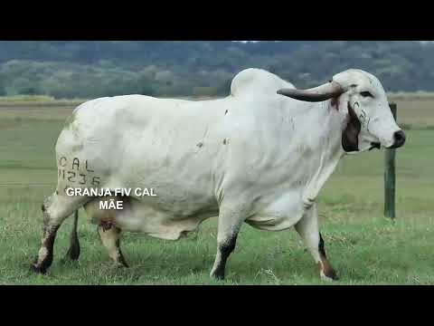 LOTE 29   PAQUERA FIV CAL   CAL 13530