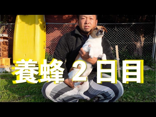ピーチメルバ 実生 beehouseさん Beekeeping!! Episode 3: Two days since the bees came to our house