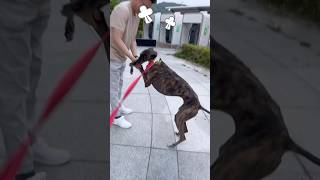 Our adorable greyhound scolds dad for not keeping up