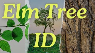 Ultimate Guide: How to Identify Elm Trees