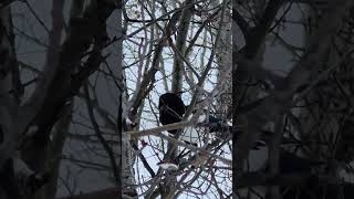 Magpie bird communication, winter