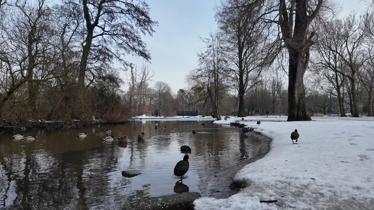 تقاسيم عود على أنغام ماجدة الرومي | شتاء أمستردام ❄️ | تصوير وعزف: يزن الشامي |  Snowy Amsterdam 