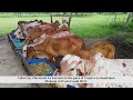 Invitación Cebú Gyr Hacienda La Fortuna leche para el Trópico Colombiano  campo  mundo