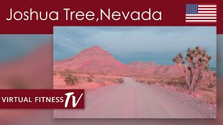 Calming Nature Walk With Desert Nature Sounds in Joshua Tree State Park  - Nevada  - USA