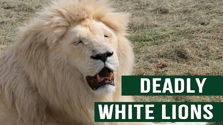 The Rare But Deadly Killers Of The Wild: White Lions