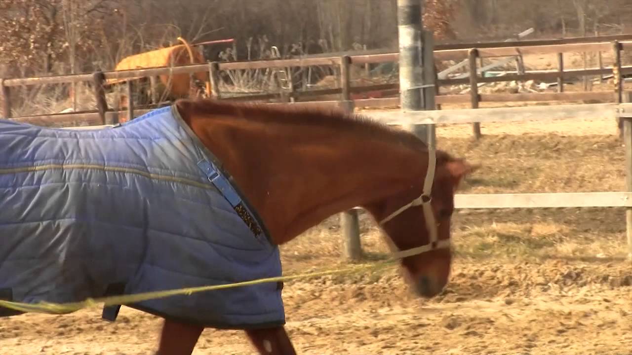 Le cellule staminale del sangue Caso di headshaking (patologia del nervo trigemino) -