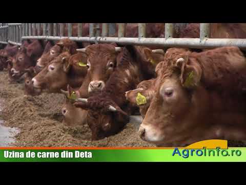 Video: Caracteristici Ale Vacilor Limuzine