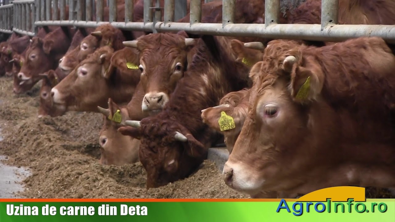 Uzina de carne din Deta