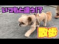 【犬グッズ】新しいハーネスをつけて散歩 チワワ×シーズー
