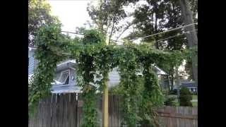 Hops & drying oast