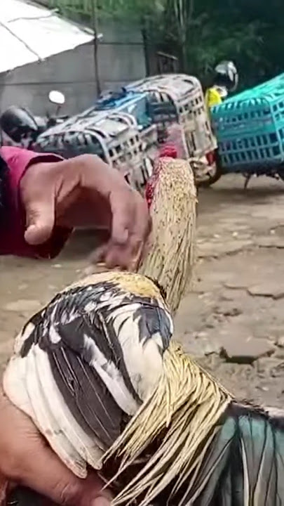 Jengger ditawar 70 ribu #ayam #pasarhewan #subscribe #shortsviral #jengger