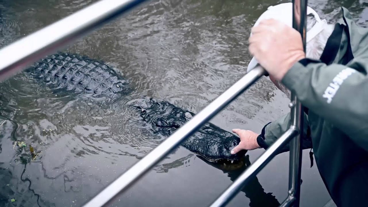 Alligators of New Orleans: the real experience - YouTube