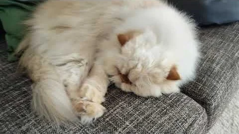 Watch the video about Sleepy Himalayan Persian brothers