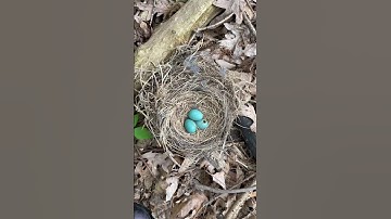 Robins’ nest