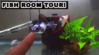 Fish Room Tour. I Spent 20,000 Turning My 1 Bedroom Apt. Into A Epic Fishroom
