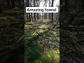 Healing sounds: Meditation &amp; Relaxation #nature #shorts # Meditation