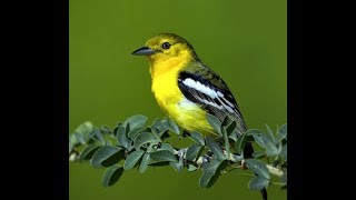 Download Lagu Inilah Cara Melihat Ciri Cirinya Burung Cipoh Jantung MP3