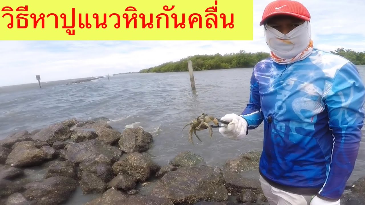 หาปูตามแนวชายหินกันคลื่น ป่าชายทะเล