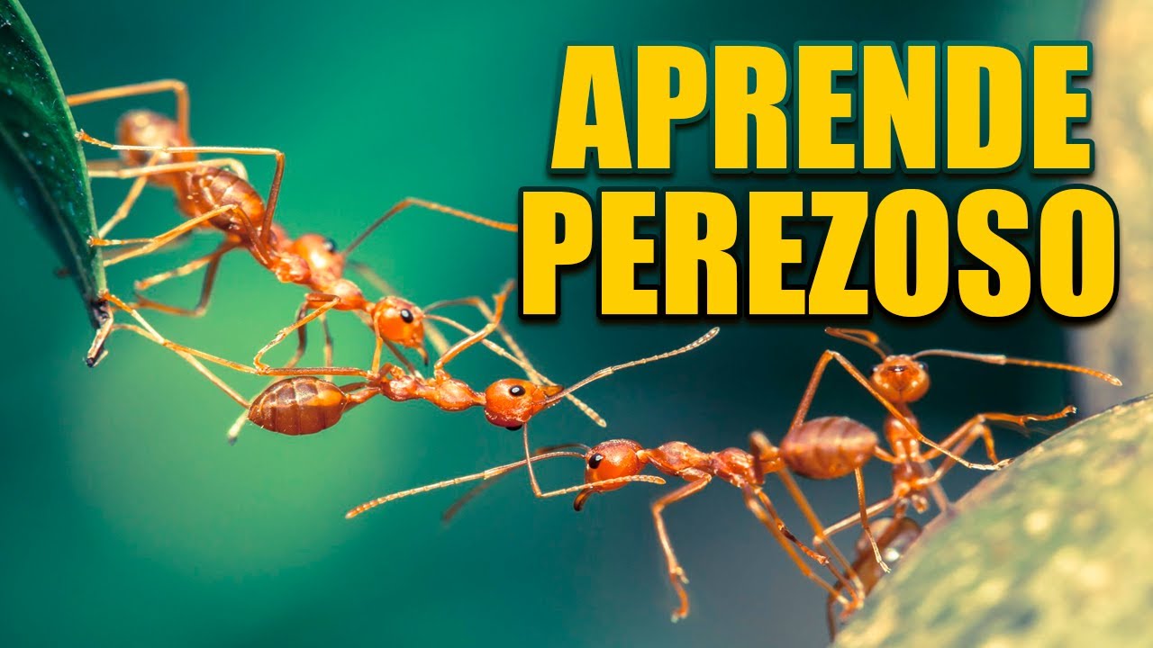 APRENDE DE LAS HORMIGAS PEREZOSO proverbios 668 YouTube