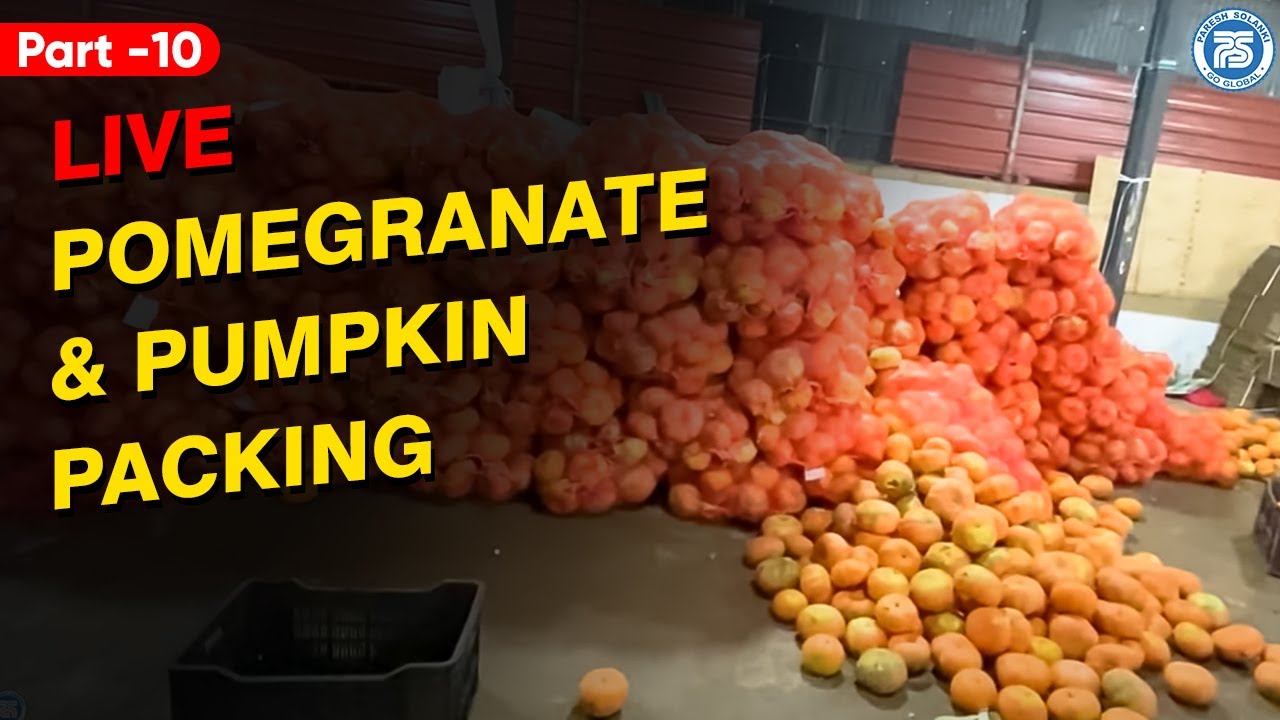 Live Pomegranate & Pumpkin Packing for Export !! Part-10 | Practical Cold  Storage Visit