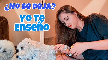 ¿Cómo le corto las uñas a mi perro si no me deja?