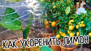 Как укоренить лимон? Это лучший и правильный способ выращивания черенков! Высокая приживаемость!