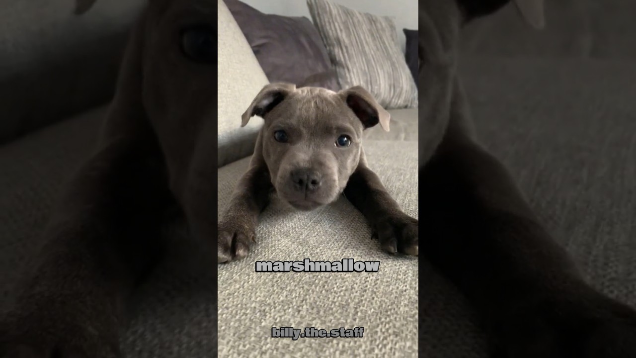 5 reasons to own a Staffy 