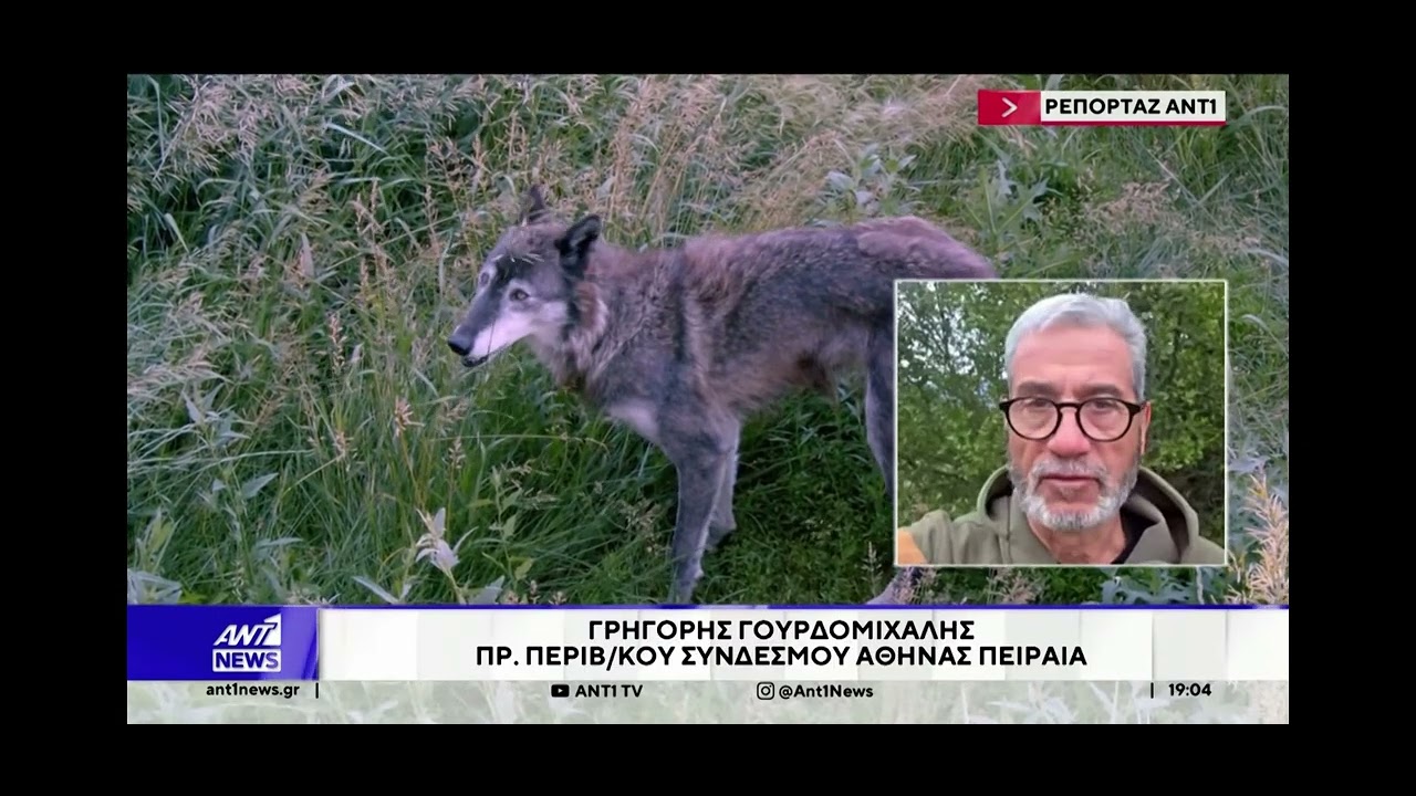 ΕΠΙΘΕΣΗ ΛΥΚΟΥ ΣΤΗΝ ΠΑΡΝΗΘΑ!!ΣΥΓΚΛΟΝΙΖΕΙ Ο ΠΕΡΙΠΑΤΗΤΗΣ ΓΙΑ ΤΗ ΣΥΝΑΝΤΗΣΗ ΜΕ ΤΟΝ ΛΥΚΟ!!