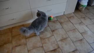 Selkirk Rex cat, 'Regan', with the weasel ball. - Kimmaaay's Cat by Selkirk Rex Regan - Kimmaaay's Cat 84 views 7 years ago 29 seconds