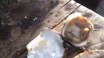 CÂU CÁ MIỀN TÂY TẬP 55 | CÂU CÁ NGÁT BIỂN BA TRI BẾN TRE PHẦN 3 | HUYNH KHOA FISHING