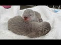 カワウソの赤ちゃんに栄養を！【生後３日目】　Otter baby needs nutrition a lot!【Day 3】