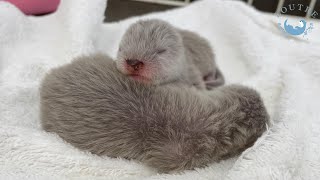 Otter baby needs nutrition a lot!【Day 3】
