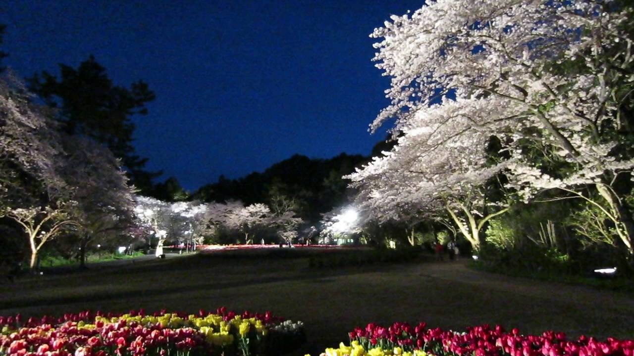 浜名湖花フェスタ 夜桜ライトアップ はままつフラワーパーク 浜松市 Youtube