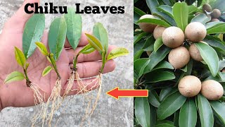 How to grow Chiku / Sapondilla Plant From Leaves . केवल 1 पत्ते से उगाऐ चीकू के ढेर सारे पौधे ।