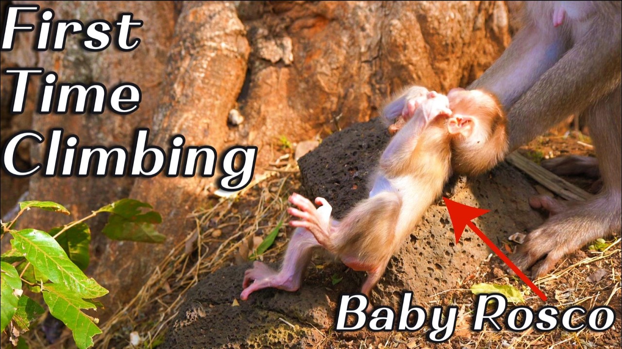 Baby Rosco Tries Climbing for the First Time 🐒🌿  Sweet Afternoon with Mama Rosita & Family