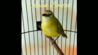 Pleci Anak Bontot Tembakan Materi Mewah