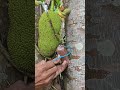multyply plants #grafting #tanamanunggul #satisfying #gardening