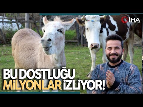 Video: İlk Evcil Hayvan Eşeğiniz